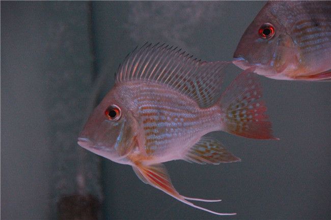 紅龍魚最佳配魚時間（紅龍魚的最佳配魚時間并不是指具體的日期或時間段） 龍魚百科 第2張