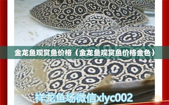 金龍魚觀賞魚價格金色（金龍魚與其他觀賞魚對比，金龍魚市場價格波動原因）