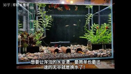 70厘米紅龍魚視頻高清