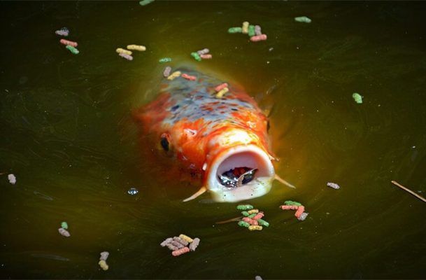 汕頭魚池建設(shè) 錦鯉池魚池建設(shè)