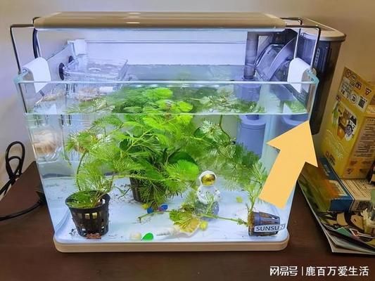 大禹德邦錦鯉金魚外寄生蟲清 廣州水族器材濾材批發(fā)市場