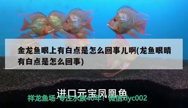 幻影龍魚燈