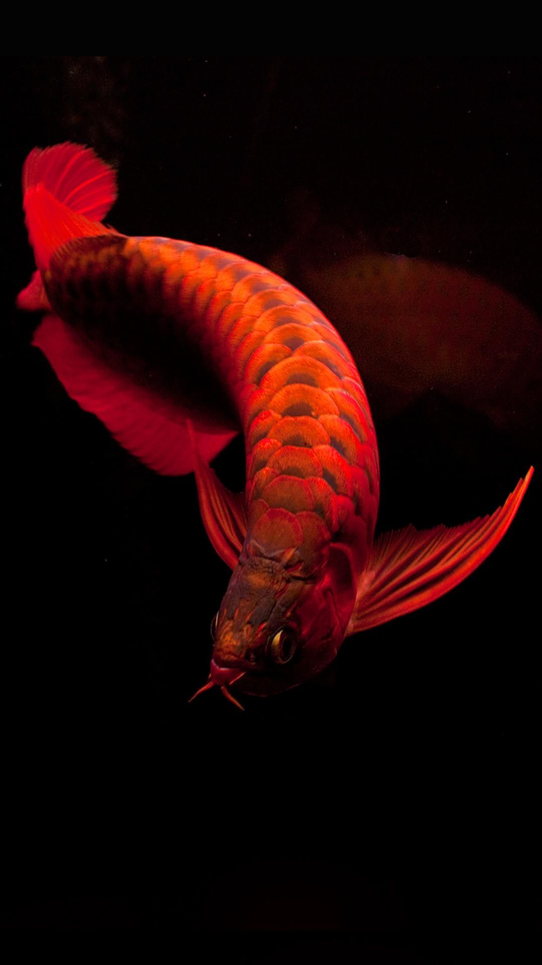 紅龍最佳配魚:星點(diǎn)龍魚怎樣才能和銀龍混養(yǎng)