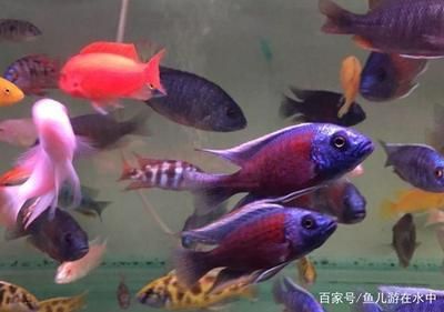 鬼王雷龍魚多大發(fā)色:鬼王雷龍魚需要換水嗎 龍魚批發(fā)