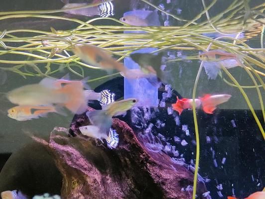 銀龍魚吃什么飼料最好:給銀龍魚喂泥鰍