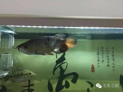 印尼虎魚苗:印尼虎魚苗大概要長(zhǎng)到多大才會(huì)捕食魚仔 虎魚百科