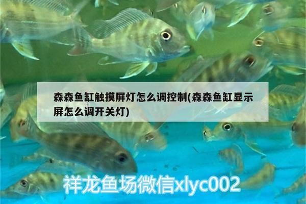 最貴龍鳳錦鯉魚價格:龍鳳錦鯉壽命是多少年