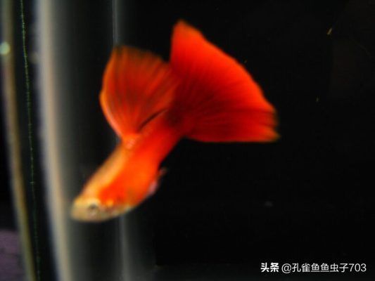 金魚為什么養(yǎng)單不養(yǎng)雙【金魚是單養(yǎng)還是一對(duì)對(duì)養(yǎng)的好】