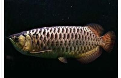 金龍魚(yú)過(guò)背什么意思【什么叫金龍魚(yú)】