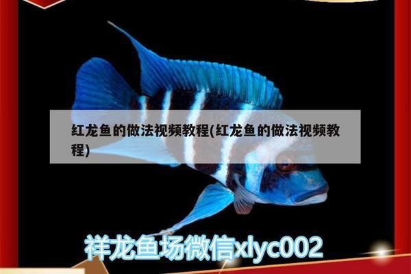 紅龍魚怎么吃框（紅龍魚的“吃框”并不是指紅龍魚的食用方法而是紅龍魚的食用方法） 龍魚百科 第2張