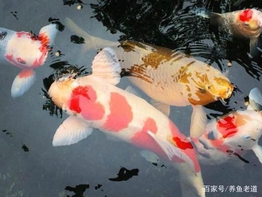 極品過背金龍魚價格【虎魚跟龍魚哪個貴】 金龍魚百科