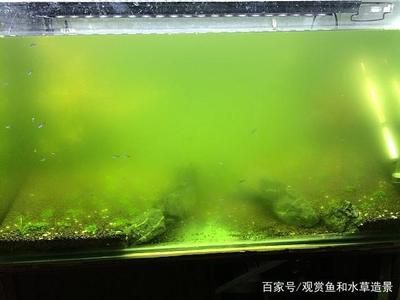 龍魚圖片大全【為什么有三只眼】