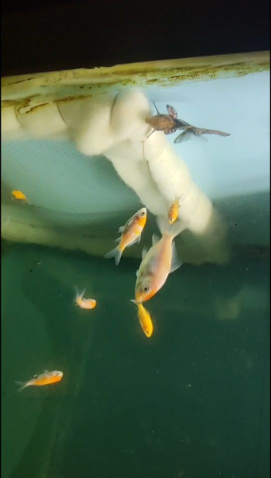 鄂州水族館一帆風順和錦鯉混養(yǎng)相安無事