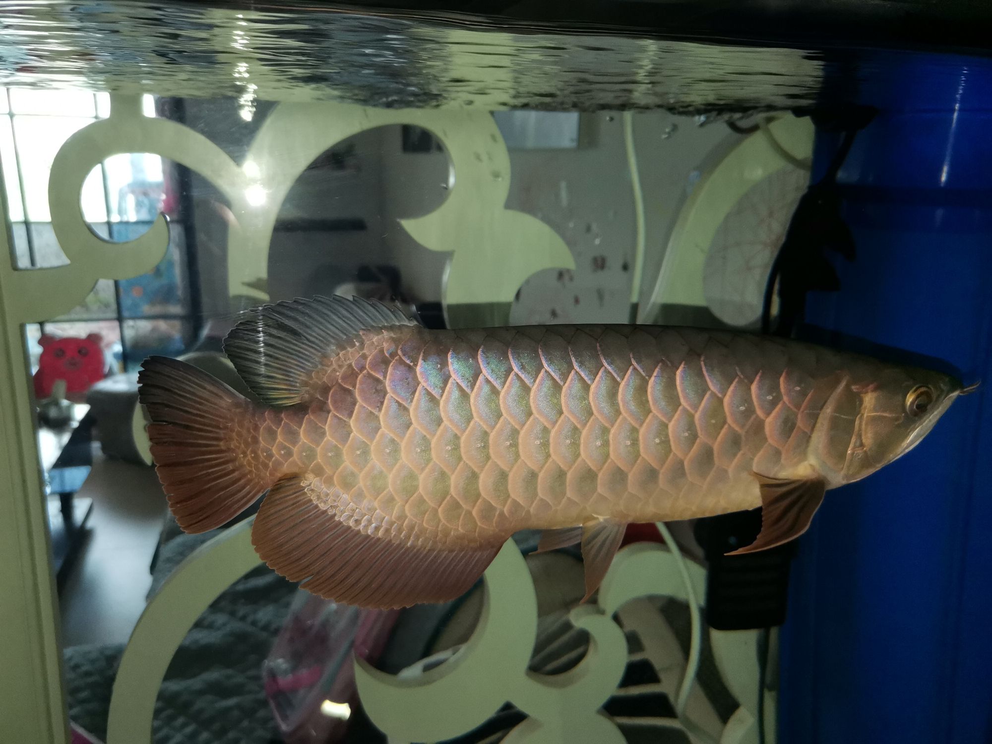 銀川觀賞魚市場到家十一個月 觀賞魚市場（混養(yǎng)魚） 第5張