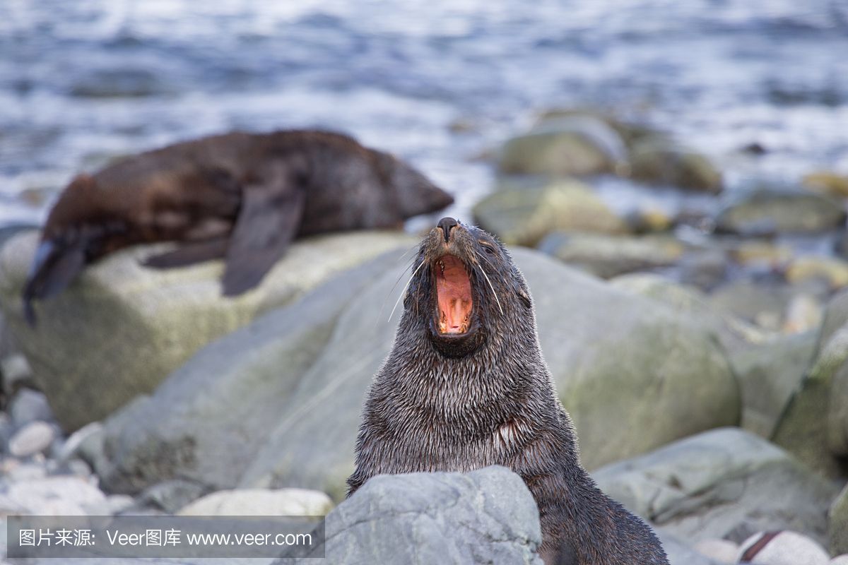 汕頭水族館龍魚絕食眼睛外突蒙眼怎么辦啊？？？？