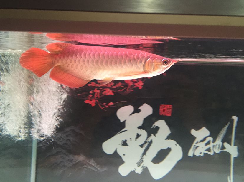 隨州觀賞魚市場(chǎng)大家?guī)涂纯疵霞獱柕郊覀z月看看長(zhǎng)勢(shì)狀態(tài)