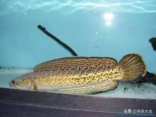 黃金雷龍魚怎么捏好看（如何制作一只栩栩如生的黃金雷龍魚模型） 龍魚百科 第2張