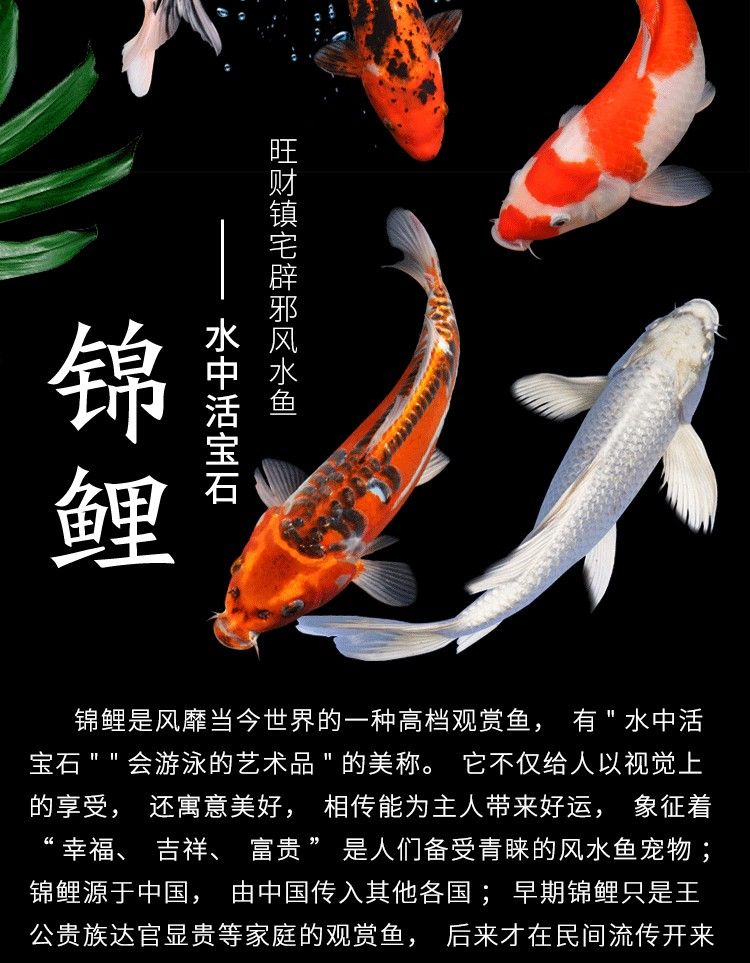 黔東南苗族侗族自治州水族館日常分享第155天 球鯊魚