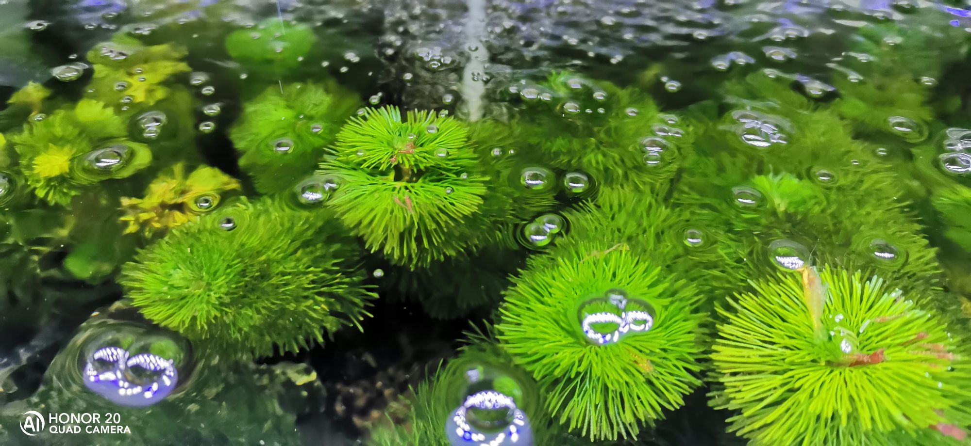 死了好多蝦 大白鯊魚 第6張