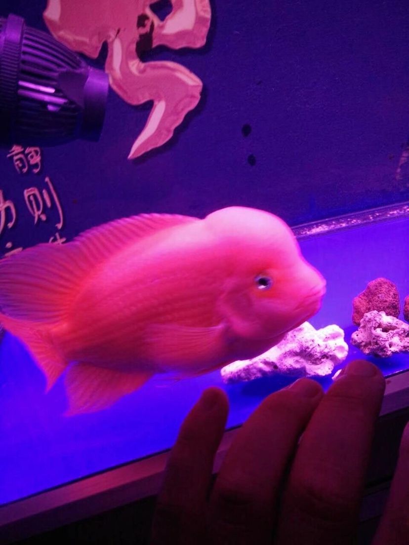 齊齊哈爾水族館這些年養(yǎng)過的紅馬