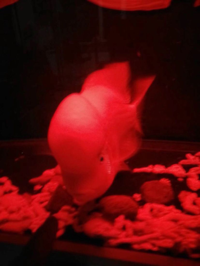 齊齊哈爾水族館這些年養(yǎng)過的紅馬 觀賞魚飼料 第5張