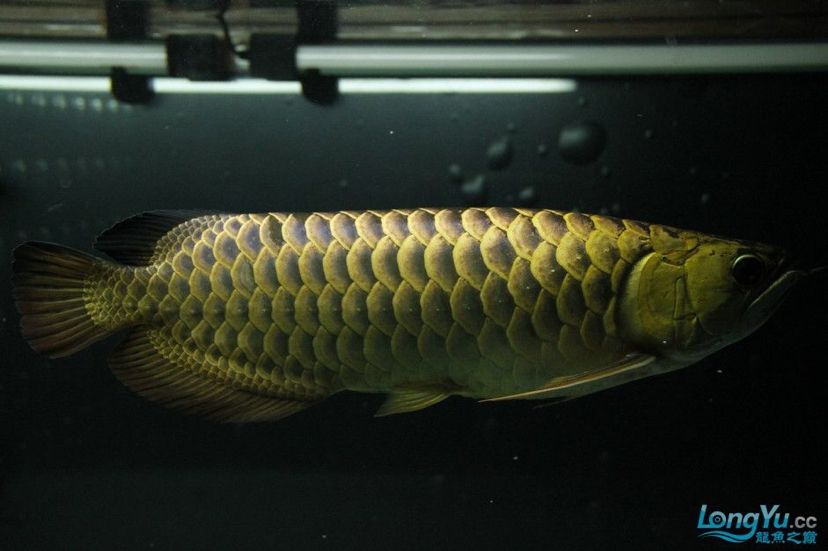 江門水族館藍底過背需要開燈嗎？幾根？顏色？多謝魚友