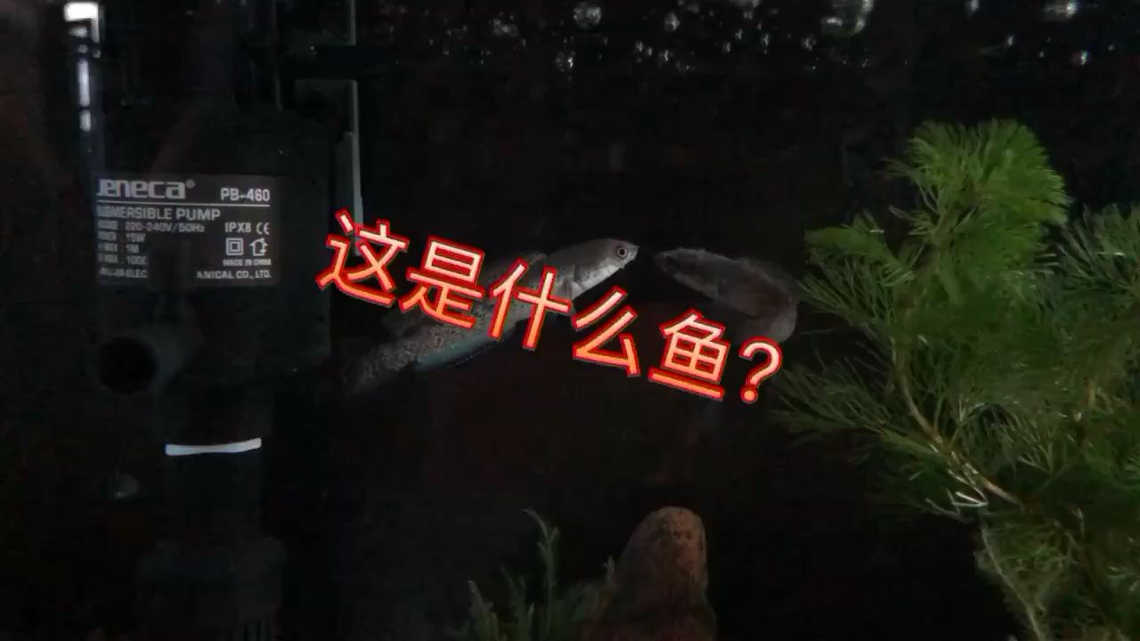 北京水族館大神進(jìn)來看看什么品種