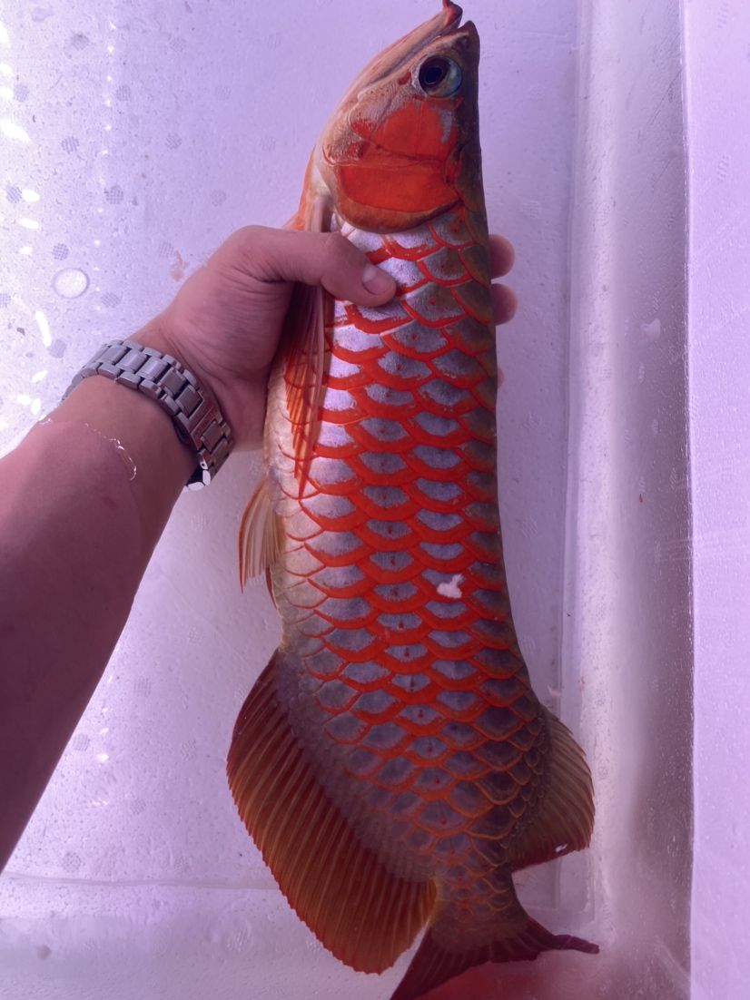 因?yàn)闊釔?ài)所以熱衷 大湖紅龍魚(yú) 第13張