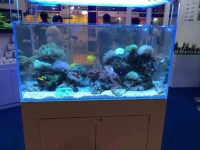 濟寧觀賞魚市場天氣不錯換水好長的管子