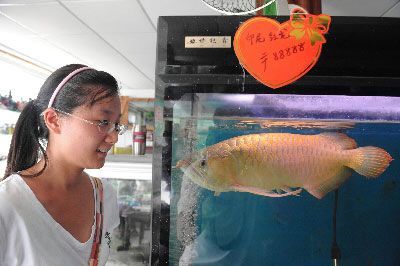 慶陽水族館入缸一個月 胭脂孔雀龍魚 第2張