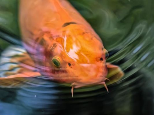 廣東錦鯉魚苗批發(fā)【錦鯉魚苗幾天能長大】