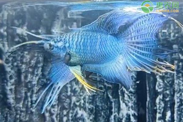 龍魚不吃飼料怎么辦【龍魚不吃小魚怎么辦】