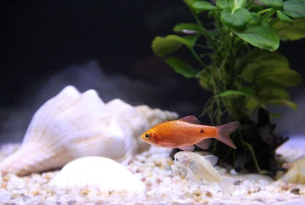 魚缸迷你加溫棒10w【魚缸加熱棒加熱通紅有異響】