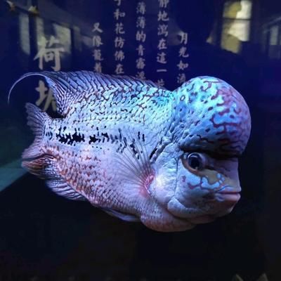 龍魚缸【龍魚缸里加鹽能治白斑白疙瘩病嗎】 龍魚批發(fā)