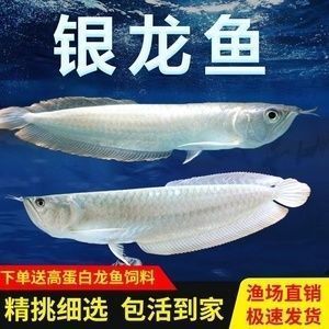 紅眼白子金龍魚（紅眼白子金龍魚市場真?zhèn)伪鎰e技巧紅眼白子金龍魚市場真?zhèn)伪鎰e）