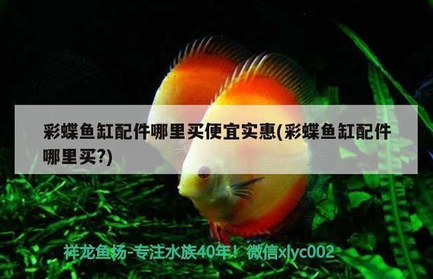 魚(yú)缸里面的過(guò)濾器怎么裝視頻（如何安裝魚(yú)缸過(guò)濾器）