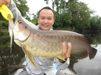 金龍魚用什么釣在哪里釣（如何自制金龍魚餌料金龍魚釣魚技巧分享金龍魚釣魚地點推薦） 龍魚百科 第4張