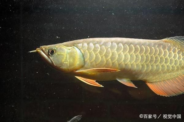 金龍魚喜歡什么樣的水質(zhì)（金龍魚喜歡的水質(zhì)條件） 龍魚百科 第2張