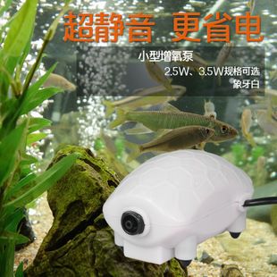 正紅眼白子魟魚黑缸長時間開燈飼養(yǎng)可以嗎