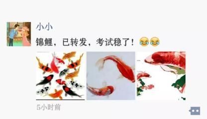 東莞觀賞魚市場怎么才能讓鸚鵡魚不打架？ 鸚鵡魚