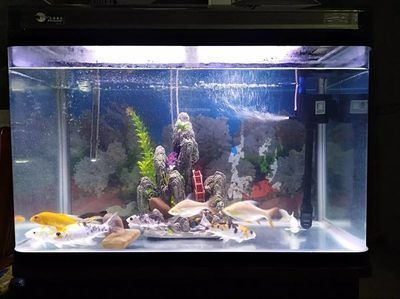 松原水族館羅漢魚腸炎停食20天還脫便