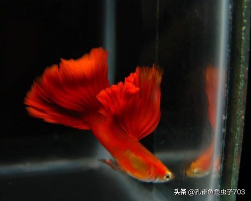 養(yǎng)紅龍魚一般正常的喂食時(shí)間