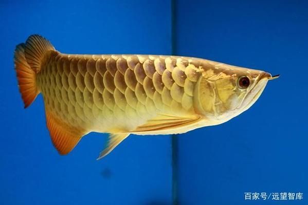 金龍魚的品牌介紹怎么寫的?。ń瘕堲~品牌歷史上的關(guān)鍵事件歷史上的關(guān)鍵事件）