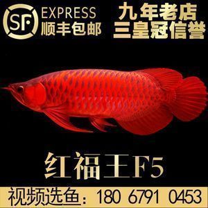 紅龍魚什么價(jià)格好（紅龍魚市場價(jià)格走勢分析）