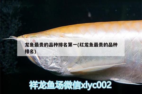 紅龍魚最貴的魚排名（紅龍魚中最貴的品種排名） 龍魚百科 第5張