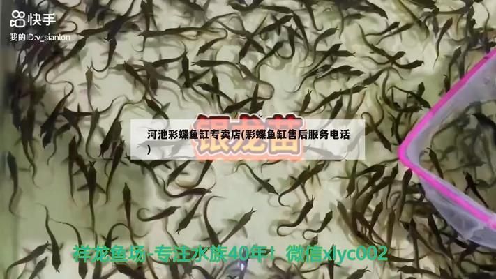 大花恐龍魚適合的水族箱尺寸（關(guān)于大花恐龍魚水族箱尺寸的問題） 水族問答