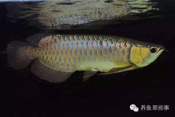 金龍魚規(guī)格型號怎么看（金龍魚與成魚的區(qū)別,如何辨別寶石金龍魚與成魚的區(qū)別） 龍魚百科 第5張