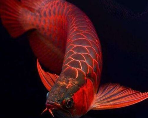 金龍魚標志是什么魚（金龍魚標志中的魚元素代表了力量、尊貴和好運） 龍魚百科 第5張