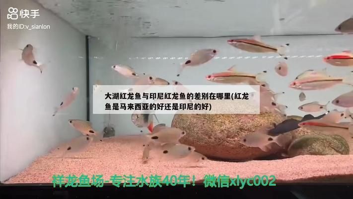 紅龍魚是馬來西亞的好還是印尼的好（紅龍魚在馬來西亞和印尼都有分布各自有其特點和優(yōu)勢）