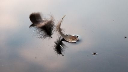 紅龍魚(yú)黑底白色背景圖（紅龍魚(yú)黑底白色背景圖對(duì)紅龍魚(yú)的影響）